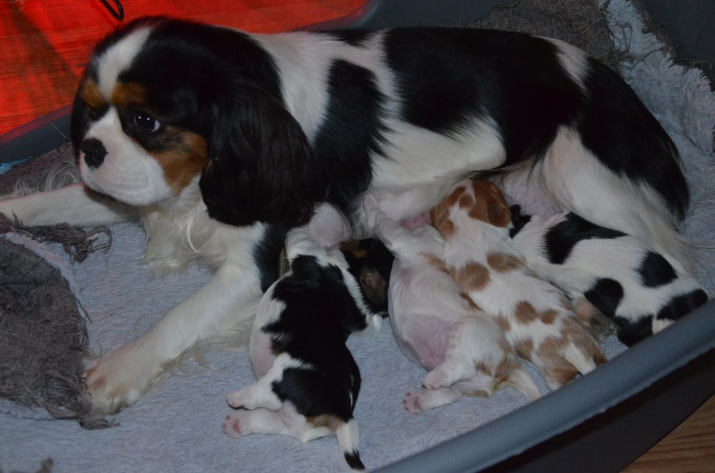 chiot Cavalier King Charles Spaniel du domaine de klezia