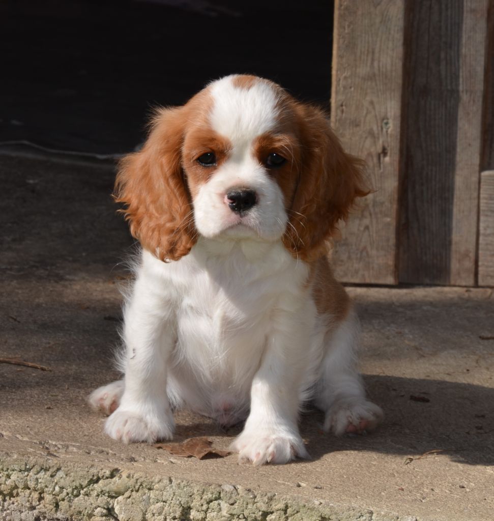 du domaine de klezia - Chiots disponibles - Cavalier King Charles Spaniel