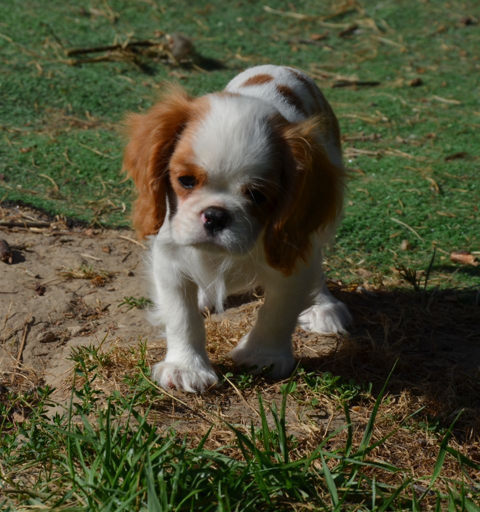 du domaine de klezia - Chiots disponibles - Cavalier King Charles Spaniel