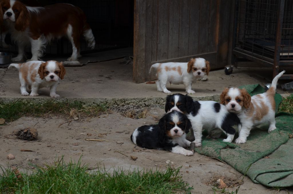 Chiot Cavalier King Charles Spaniel du domaine de klezia