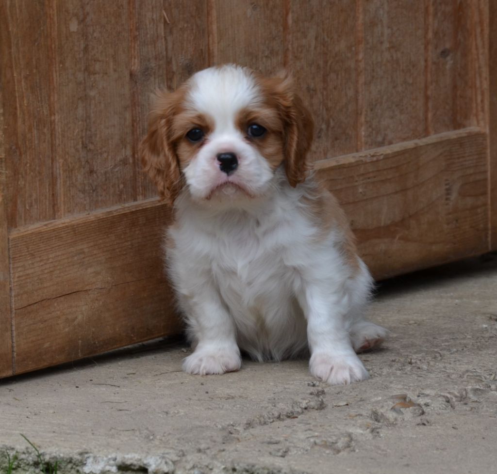 du domaine de klezia - Chiots disponibles - Cavalier King Charles Spaniel