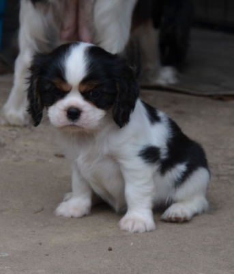 CHIOT 3