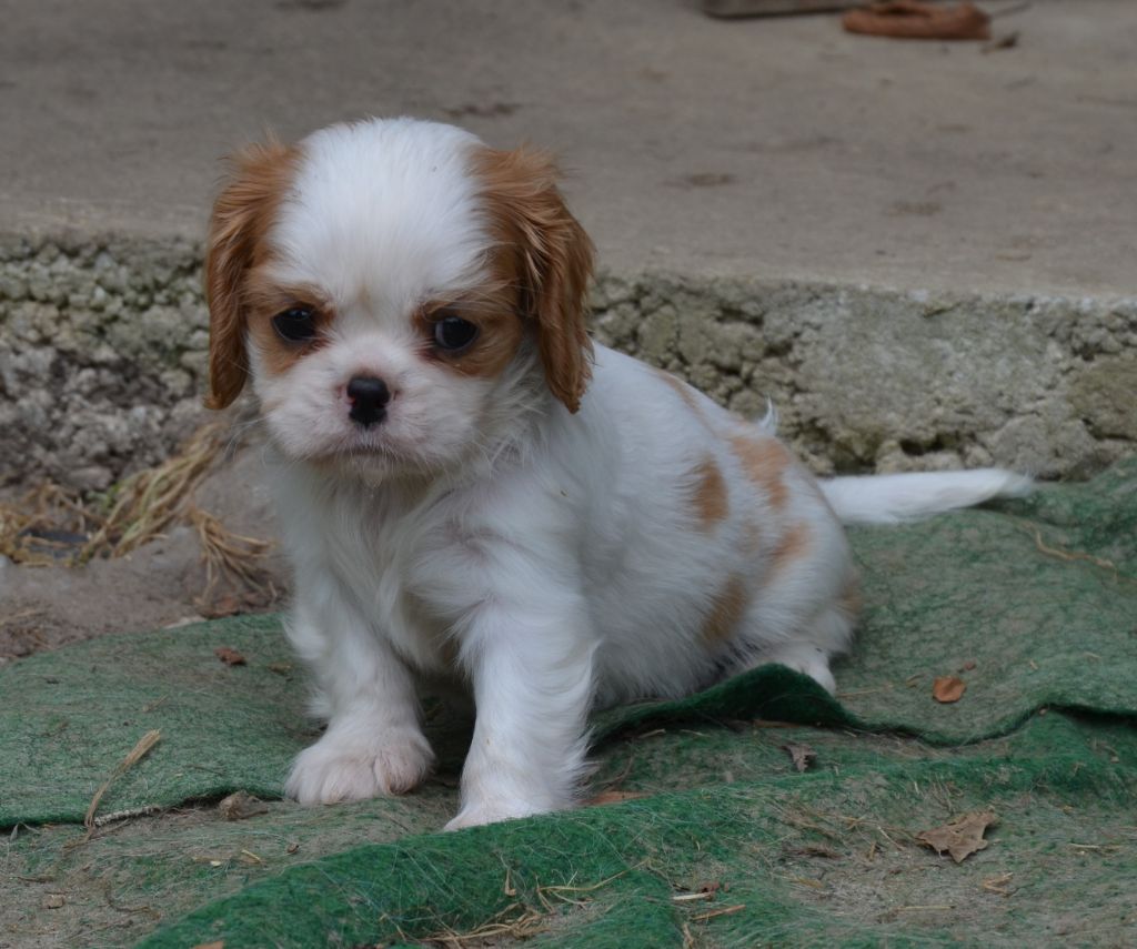 du domaine de klezia - Chiots disponibles - Cavalier King Charles Spaniel